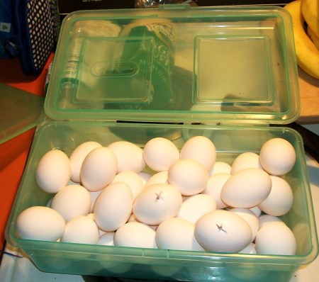 Eggs with marks to show the oldest ones.
