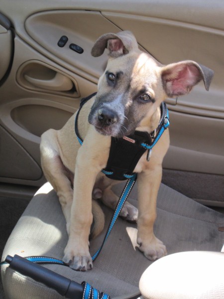 tan puppy with dark ears and muzzle on car seat