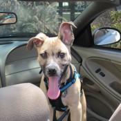 puppy on front car seat, one ear trying to stand up