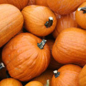 Photo of several pumpkins.
