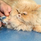 Trimming Your Cat's Nails, An orange Persian cat having it's nails trimmed.