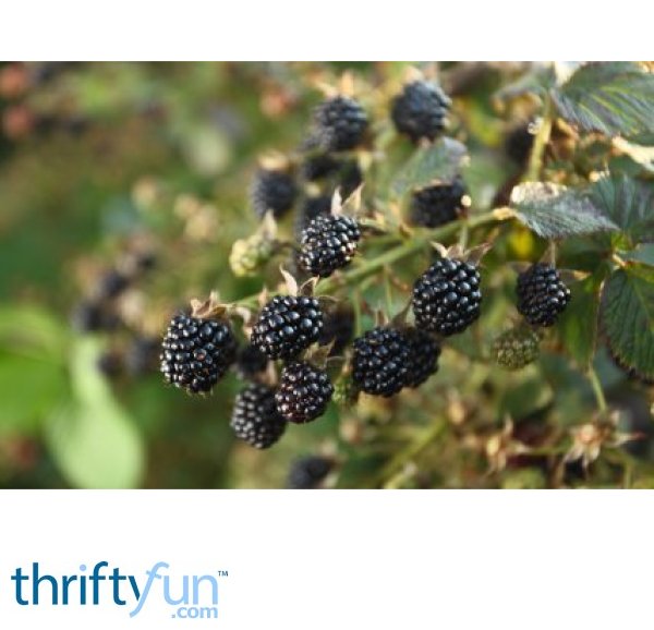 How To Get Rid Of Blackberry Bushes Naturally How To Get Rid Of Blackberry Bushes Naturally