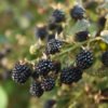 Photo of blackberries on the vine.