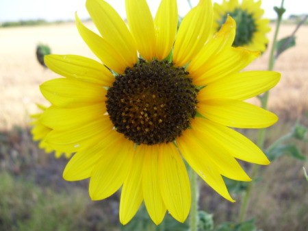 Wild sunflower