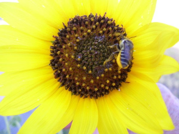 Bee landed on sunflower