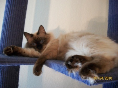 Seal point Siamese cat on blue cat tree.