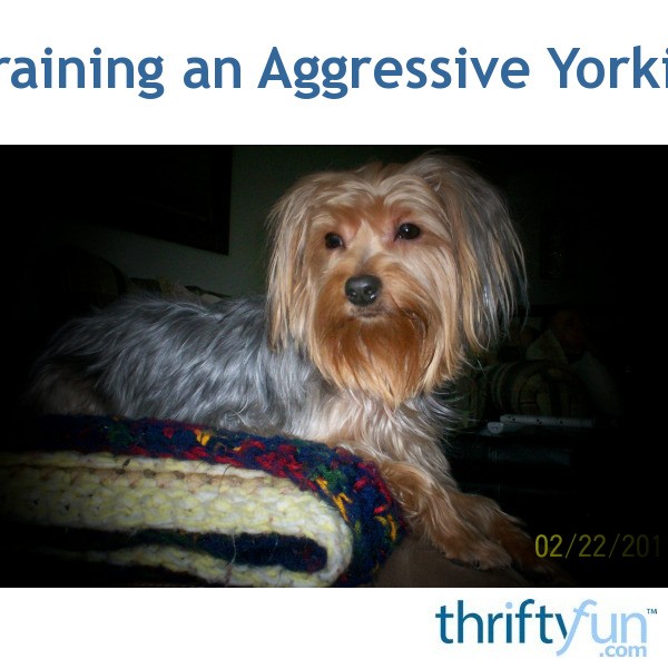 Training an Aggressive Yorkie? ThriftyFun