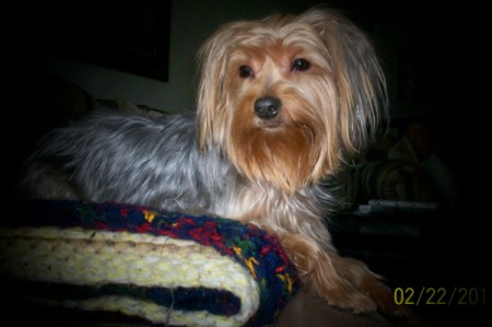 Yorkie lying on rug.