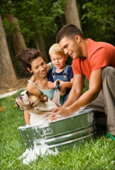 giving a dog a bath