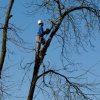 Tree trimmer up in a tree, cutting it down.