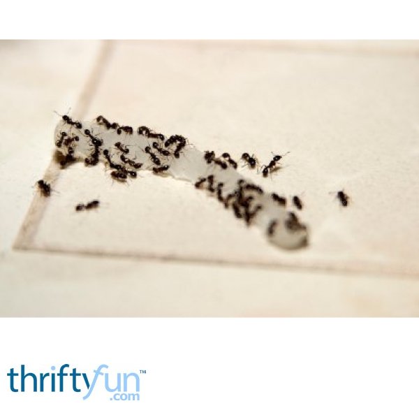 Getting Rid Of Ants In The Kitchen Thriftyfun