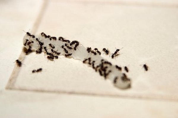 Getting Rid of Ants in the Kitchen | ThriftyFun