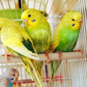 Yellow birds in a cage.