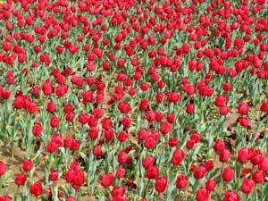 A field of red tulips.