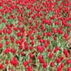 A field of red tulips.