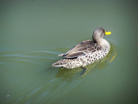 Duck floating on water