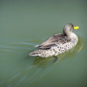 Duck floating on water