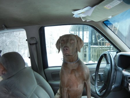 Weimaraner type dog sitting in driver's seat in car.