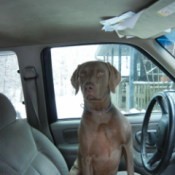 Weimaraner type dog sitting in driver's seat in car.