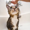 A cat in the bathtub being gently sprayed with a showerhead.