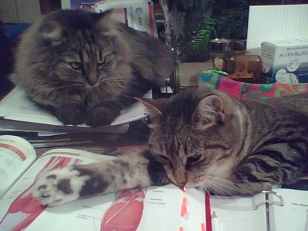 Two cats relaxing on desk