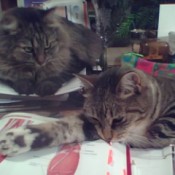 Two cats relaxing on desk