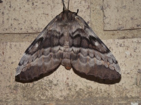Moth on Brick
