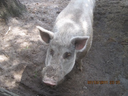 A feral cross hog who is now a pet.