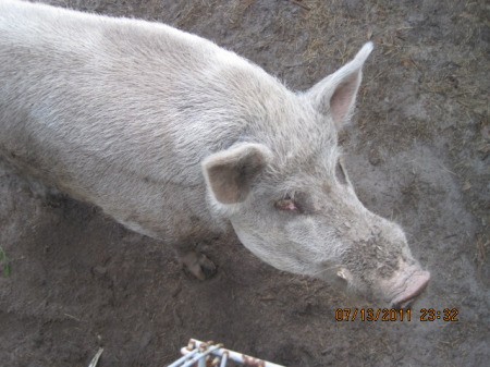 A feral cross hog who is now a pet.