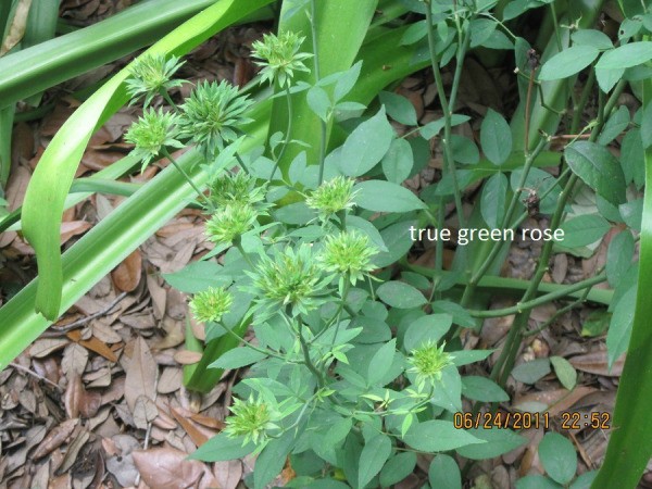 green flowers