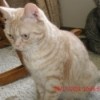 A red - silver American Shorthair spotted tabby. kitten