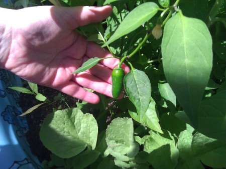 Close up of pepper growing in child's pool bed.