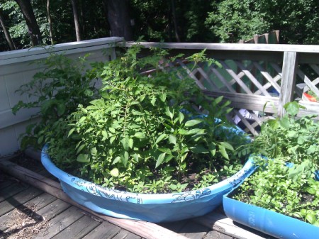 Patio garden using child's pool and barrel