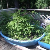 Patio garden using child's pool and barrel