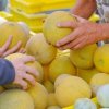 Selecting Cantaloupe at a farmers market