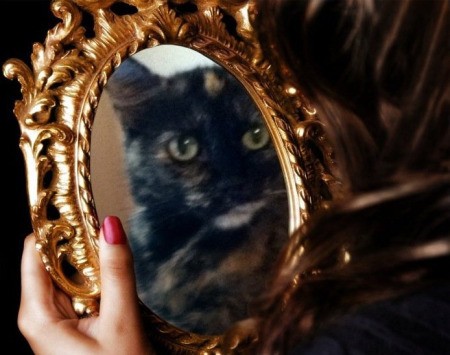 A tortoiseshell cat reflected in an ornate mirror.