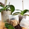 Repotting Orchid