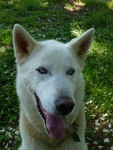 A white husky dog with blue eyes.