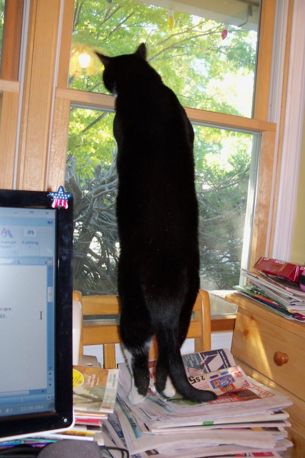 Tuxedo Cat Looking out Window on Magazines