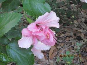 A pink hibiscus blossom.