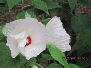 White hibiscus blooms.