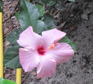 A pink hibiscus flower.