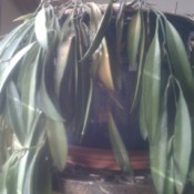 Closeup of plant in pot.