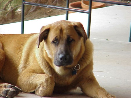 Large brown mixed breed dog on patio.