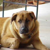Large brown mixed breed dog on patio.