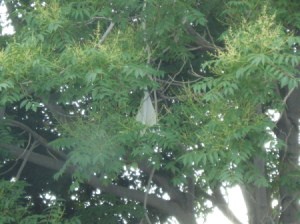 Tree after blooming has finished. Branches have multiple branchettes with lancet leaves in pairs directly opposite each other along stem.