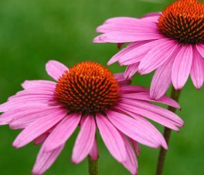 Two echinacea flowers
