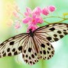 Rice paper butterfly on small pink flowers