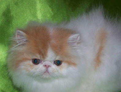 Adorable white and brown Persian