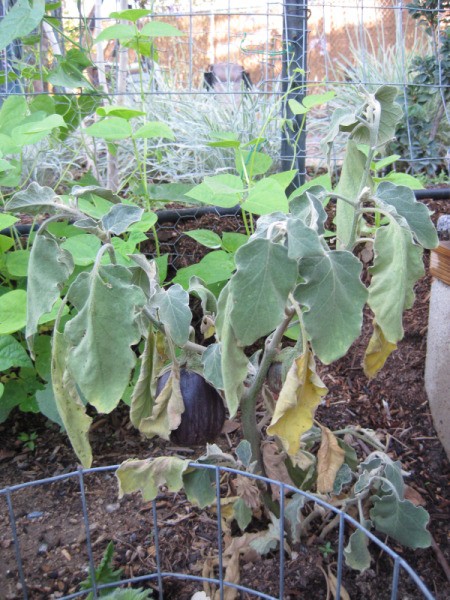 Eggplant leaves are drooping and turning brown.